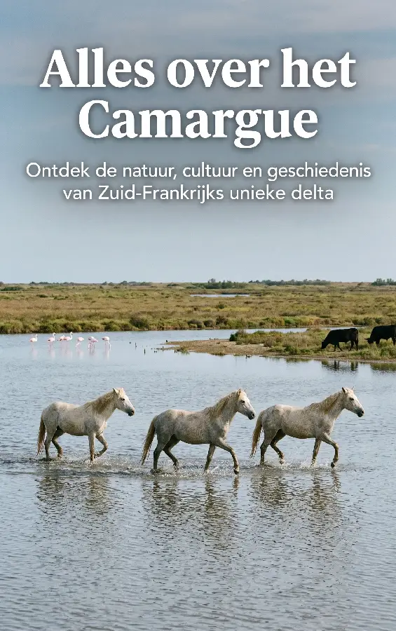 Alles over het Camargue