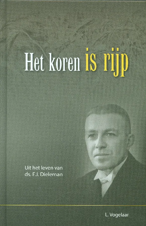 Koren is rijp